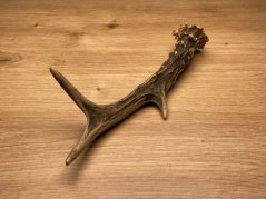 SRNČÍ PAROHY (19 cm)