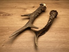 SRNČÍ PAROHY - Duo (21 cm)