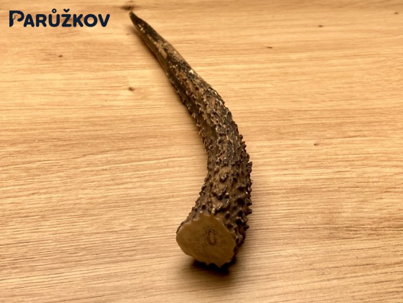 JELENÍ PAROHY - Roh (21 cm)
