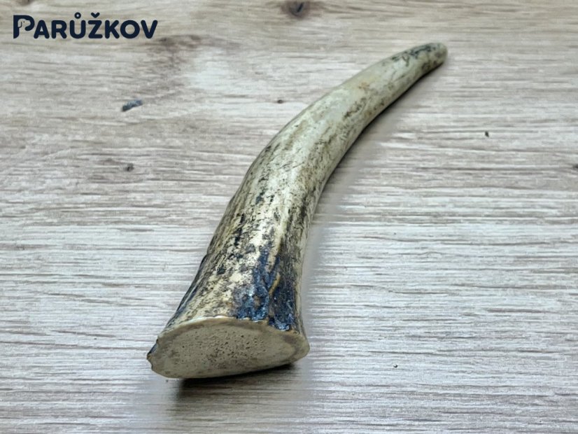 JELENÍ PAROHY - Roh (14 cm)