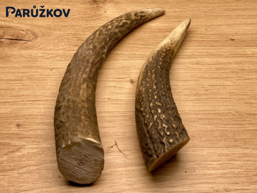 JELENÍ PAROHY - Duo - rohy (16 cm)