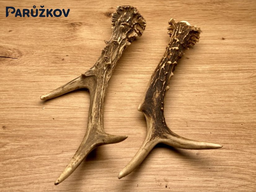 SRNČÍ PAROHY - Duo (19 cm)