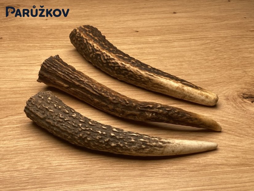 JELENÍ PAROHY - Trio - rohy (13 cm)
