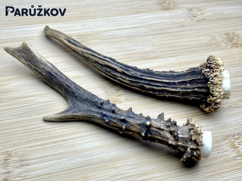 SRNČÍ PAROHY - Duo (15 cm)
