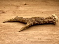 SRNČÍ PAROHY (19 cm)