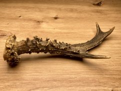 SRNČÍ PAROHY (19 cm)