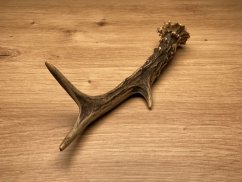 SRNČÍ PAROHY (19 cm)