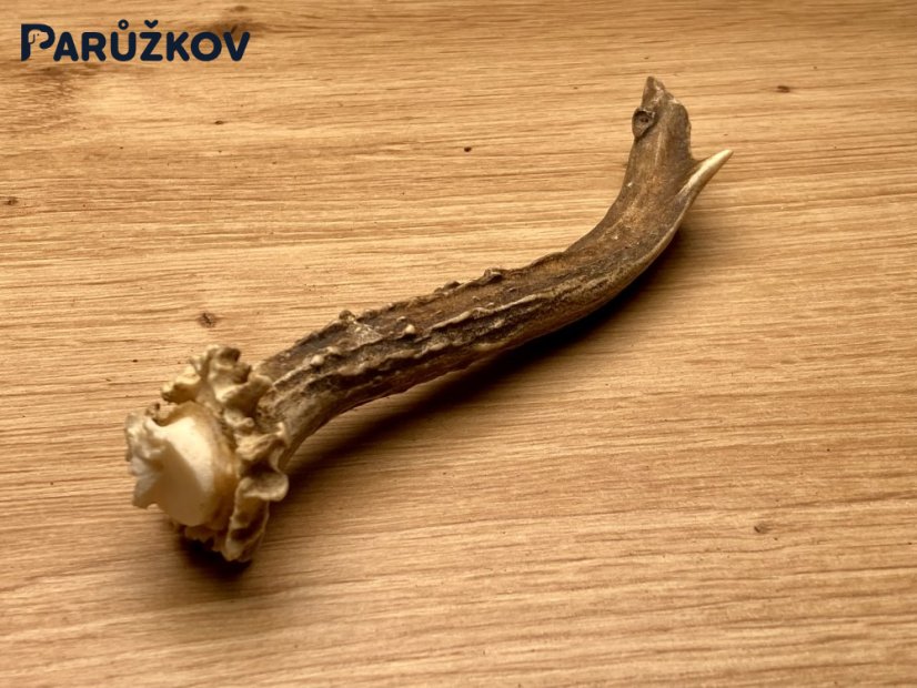 SRNČÍ PAROHY (14 cm)