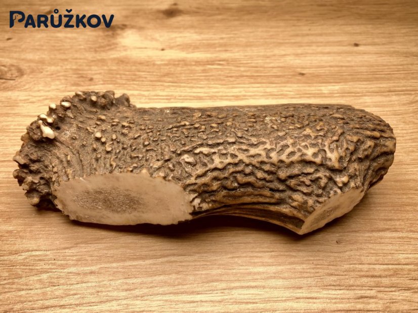 JELENÍ PAROHY - Půlený (14 cm)