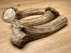 DANČÍ PAROHY - Trio - půlené (15,5 cm)