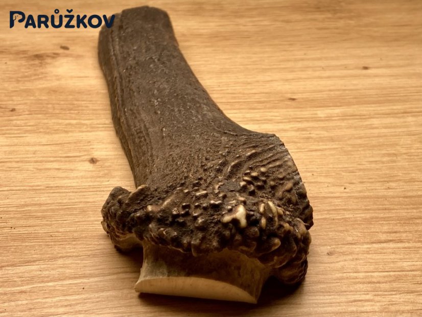JELENÍ PAROHY - Půlený (19 cm)
