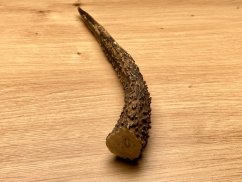 JELENÍ PAROHY - Roh (21 cm)