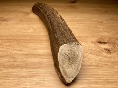 JELENÍ PAROHY - Půlený (27 cm)
