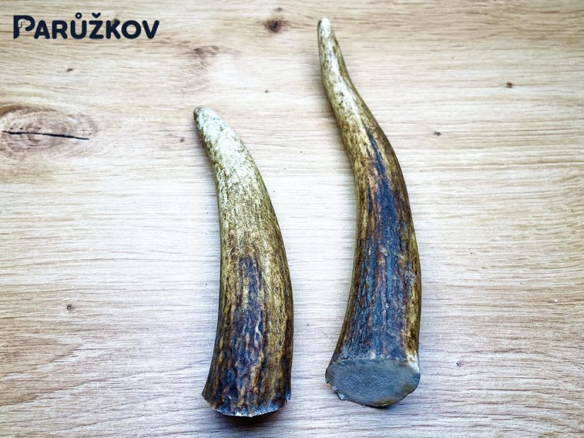 JELENÍ PAROHY - Duo - rohy (16 cm)