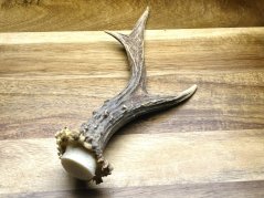 SRNČÍ PAROHY (22 cm)