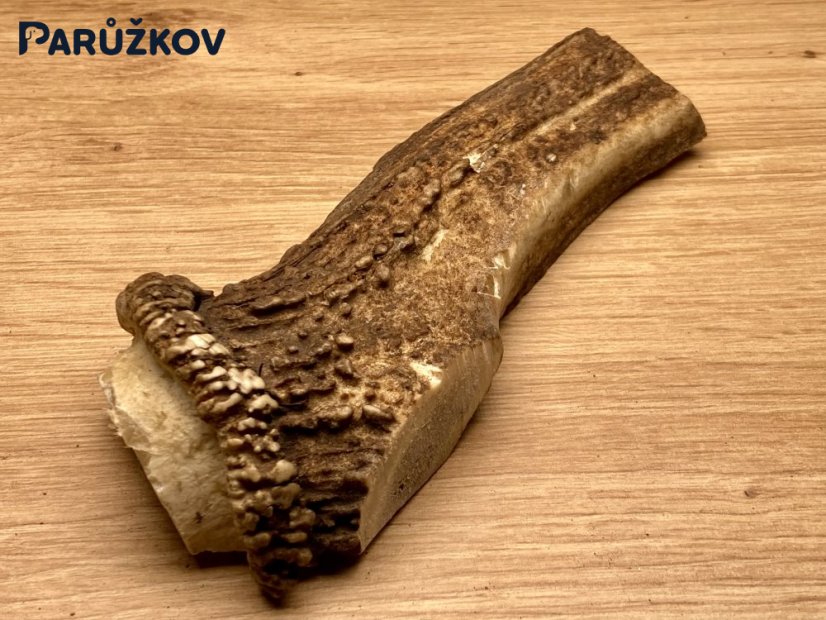 JELENÍ PAROHY - Půlený (15 cm)