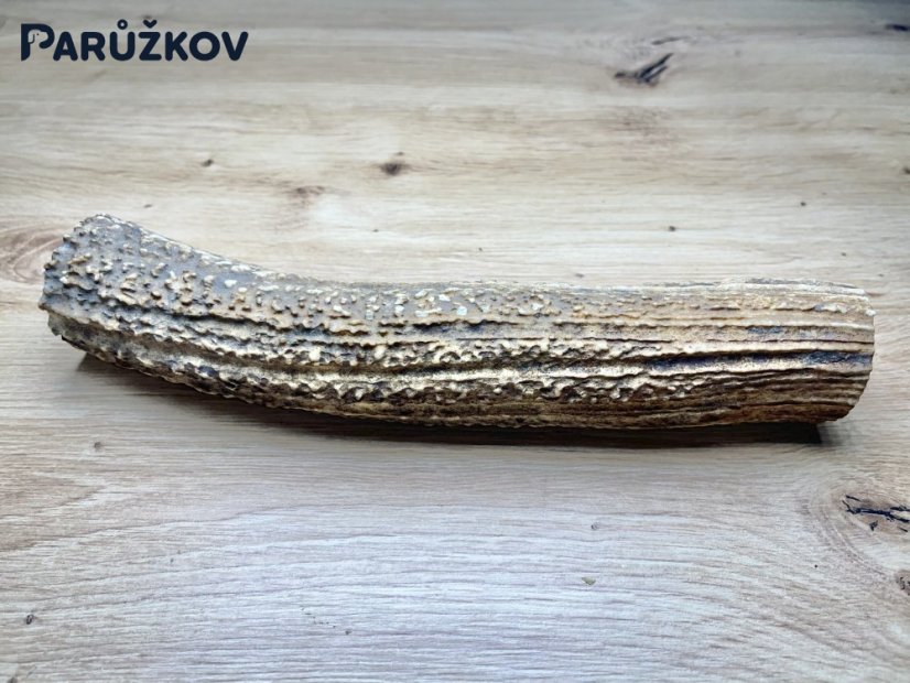 JELENÍ PAROHY (23 cm)