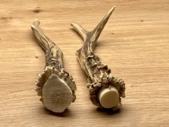 SRNČÍ PAROHY - Duo (16 cm)