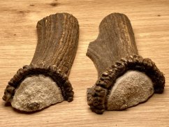 JELENÍ PAROHY - Duo - půlené (14 cm)