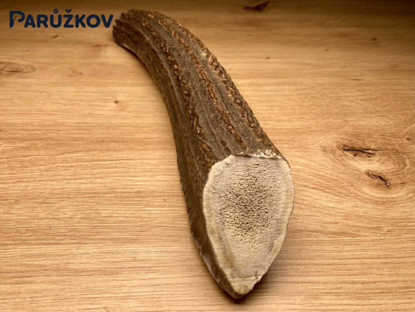 JELENÍ PAROHY - Půlený (27 cm)