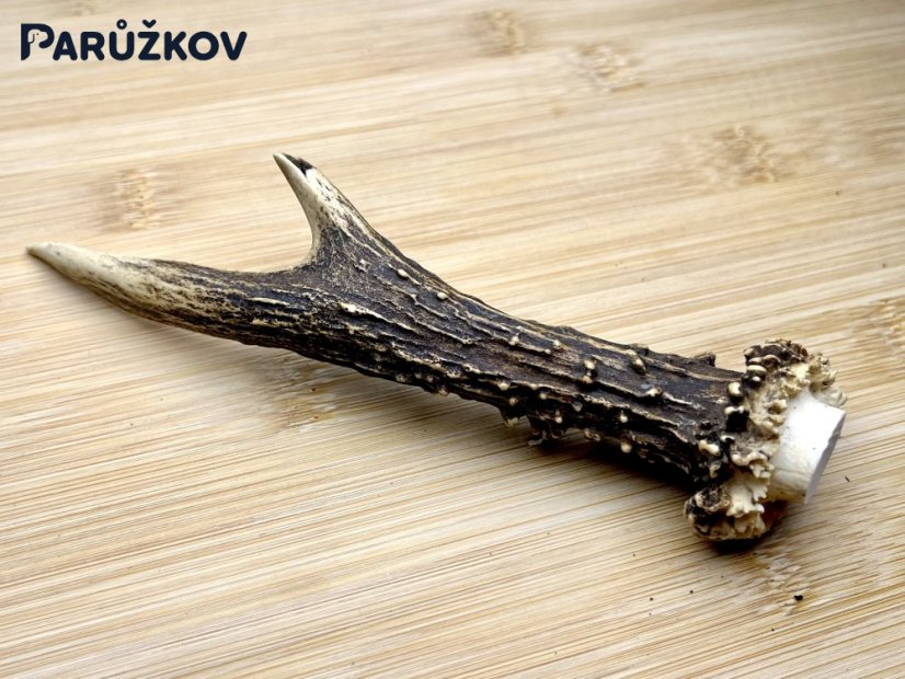 SRNČÍ PAROHY (16 cm)