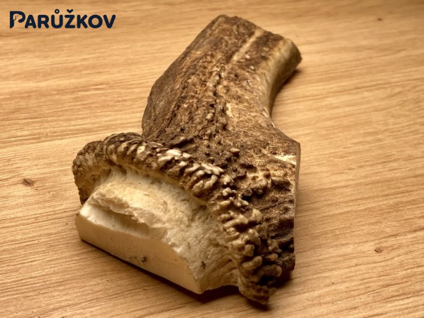 JELENÍ PAROHY - Půlený (15 cm)