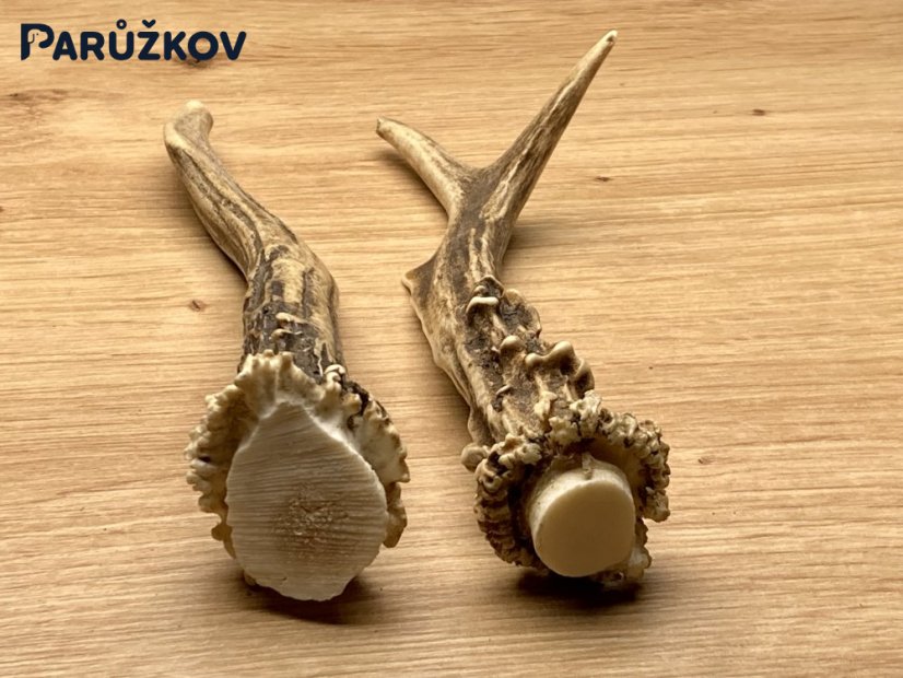 SRNČÍ PAROHY - Duo (16 cm)