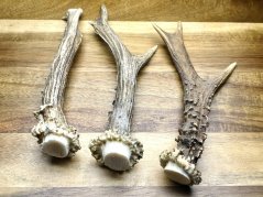 SRNČÍ PAROHY - Trio (19 cm)