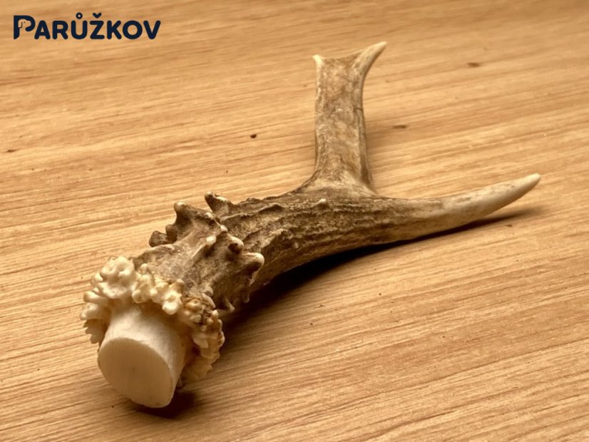 SRNČÍ PAROHY (14 cm)