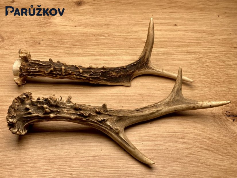SRNČÍ PAROHY - Duo (19 cm)