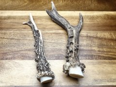 SRNČÍ PAROHY - Duo (17,5 cm)
