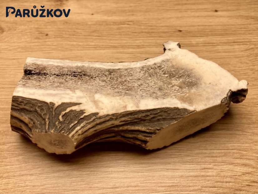 JELENÍ PAROHY - Půlený (14 cm)