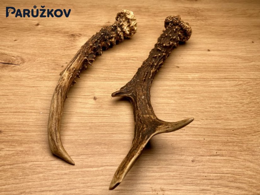 SRNČÍ PAROHY - Duo (21 cm)