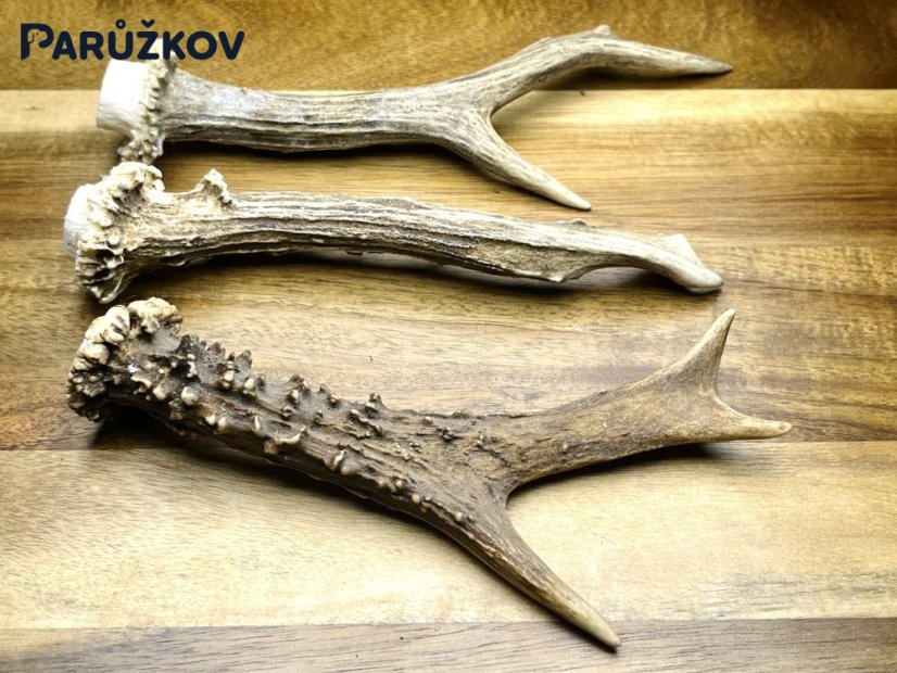 SRNČÍ PAROHY - Trio (19 cm)