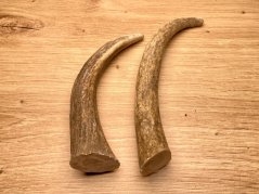 DANČÍ PAROHY - Duo - rohy (15 cm)