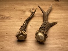 SRNČÍ PAROHY - Duo (21 cm)