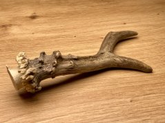 SRNČÍ PAROHY (16 cm)