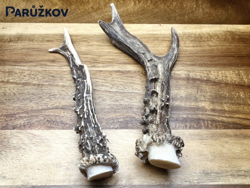 SRNČÍ PAROHY - Duo (17,5 cm)