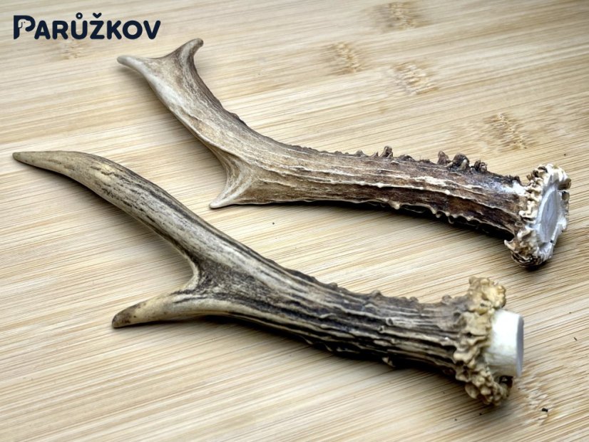 SRNČÍ PAROHY - Duo (17 cm)