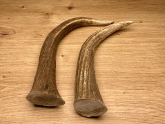 DANČÍ PAROHY - Duo - rohy (20 cm)