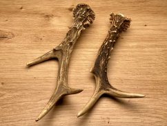 SRNČÍ PAROHY - Duo (19 cm)