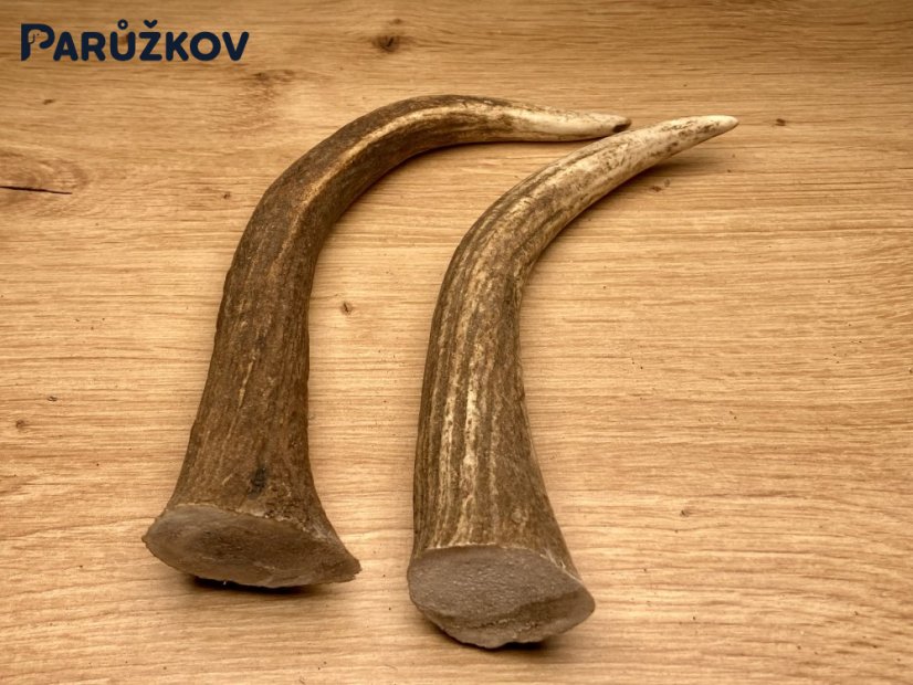 DANČÍ PAROHY - Duo - rohy (20 cm)