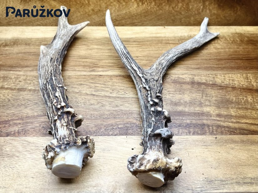 SRNČÍ PAROHY - Duo (18 cm)