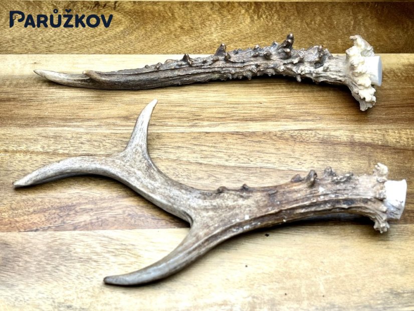 SRNČÍ PAROHY - Duo (19,5 cm)