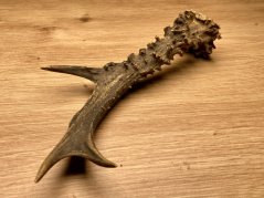 SRNČÍ PAROHY (19 cm)