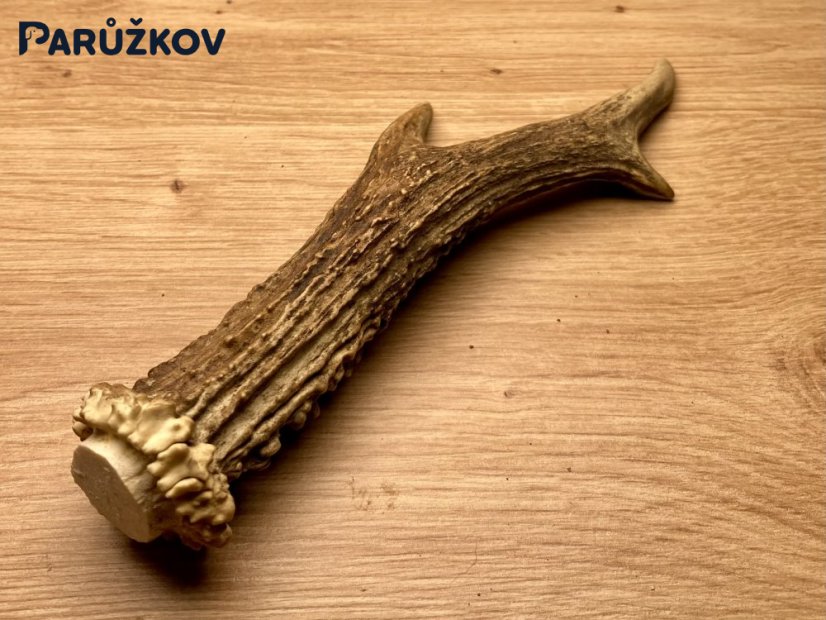 SRNČÍ PAROHY (19 cm)