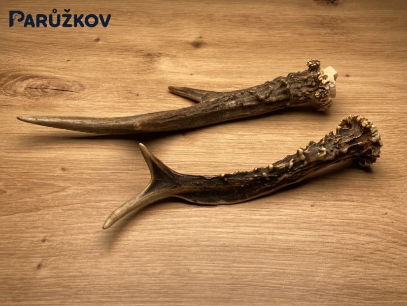 SRNČÍ PAROHY - Duo (21 cm)