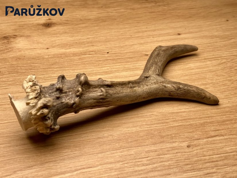 SRNČÍ PAROHY (16 cm)