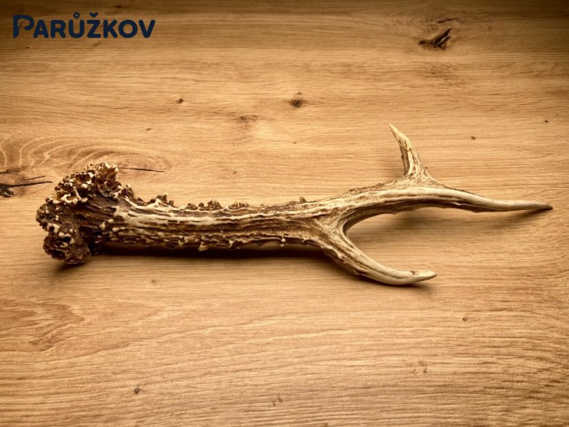 SRNČÍ PAROHY (26 cm)