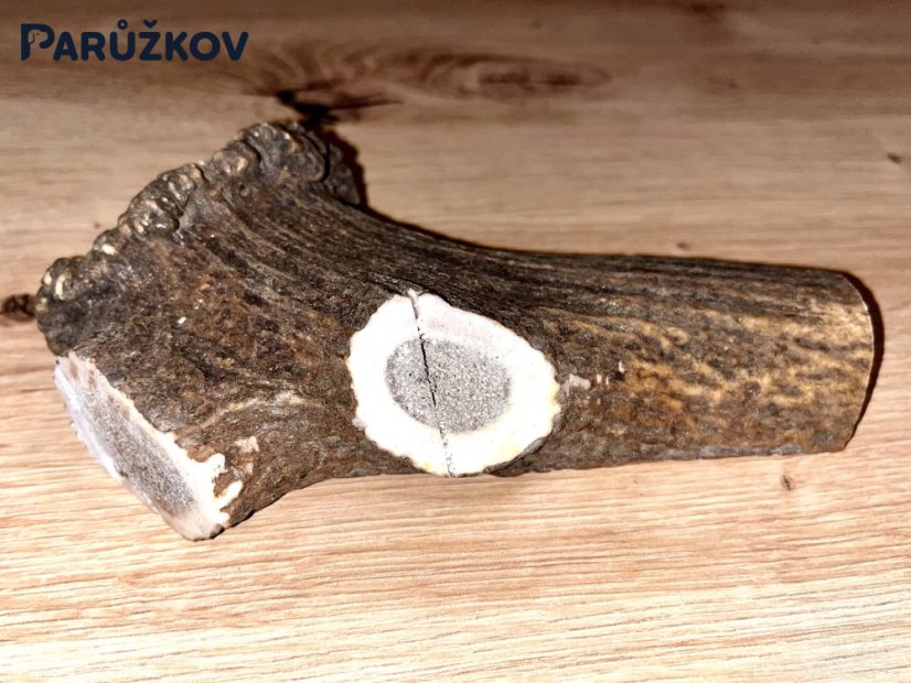 JELENÍ PAROHY - Půlený (15 cm)